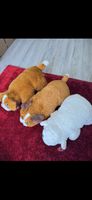 3 Peluches « coussin » et une bouillotte de la coop neuve